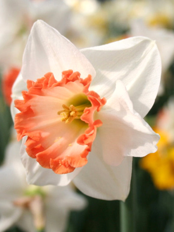 Daffodil Pink Charm DutchGrown