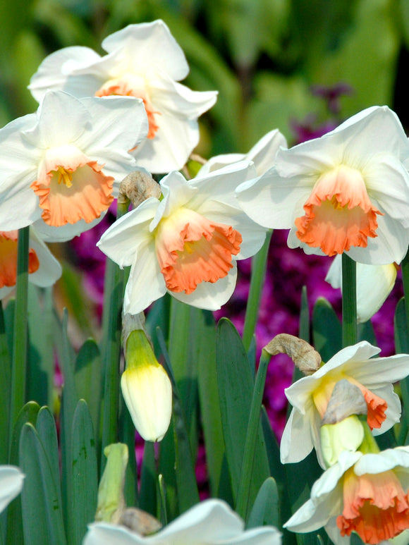 Daffodil Pink Charm group