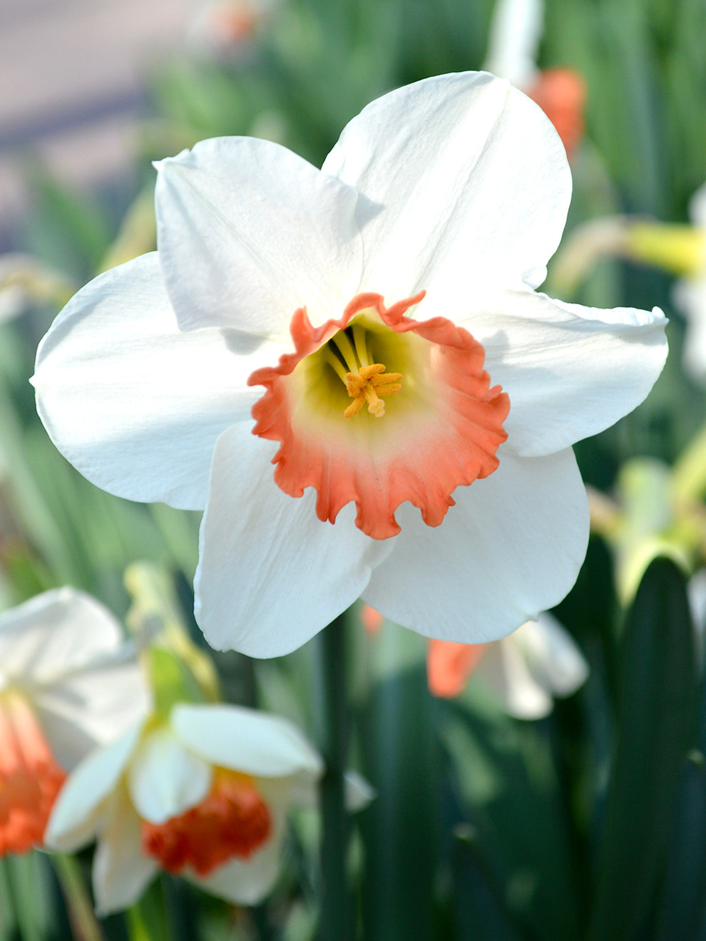 Daffodil Pink Charm, Buy Online at DutchGrown™