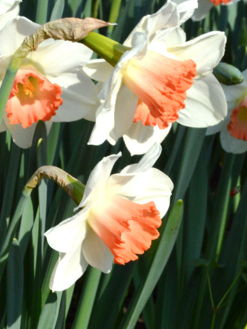 Daffodil Pink Charm Bulbs