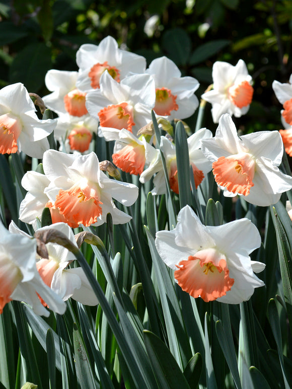 Beautiful Daffodil Pink Charm