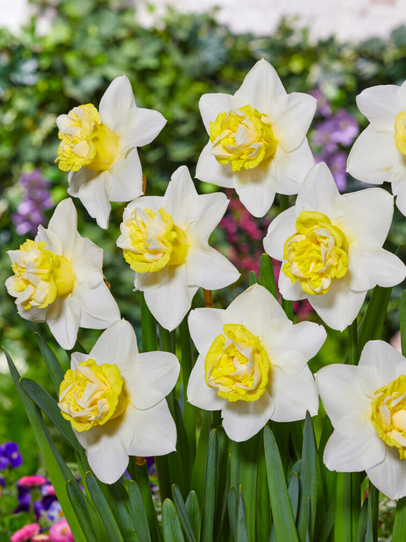 White Yellow Double Daffodil Popeye