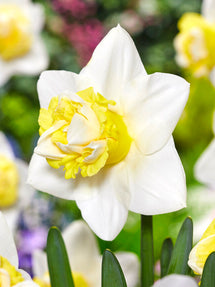Daffodil Popeye