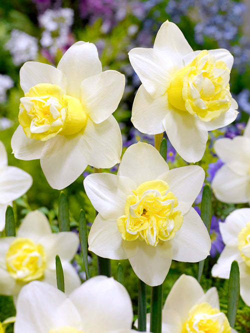 Daffodil Popeye Double white and yellow flowers