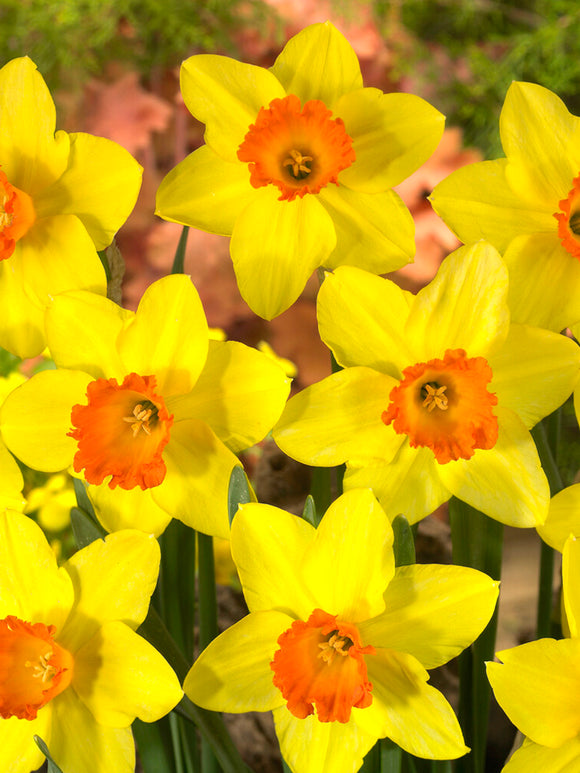 Daffodil Red Devon Landscapers Favorite