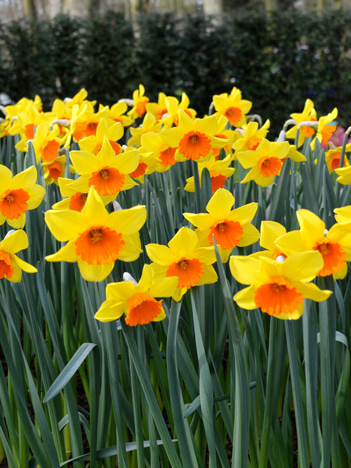 Daffodils Red Devon