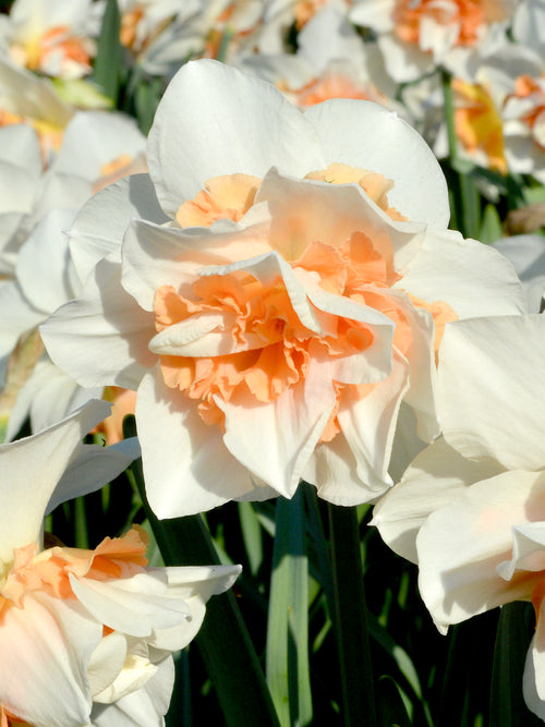Daffodils Replete