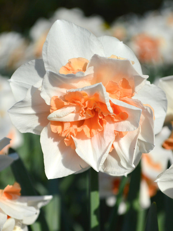 Daffodils Replete Bulbs