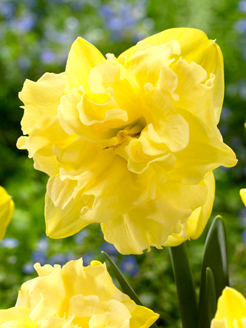 Daffodil Sailorman - Yellow Butterfly Narcissus