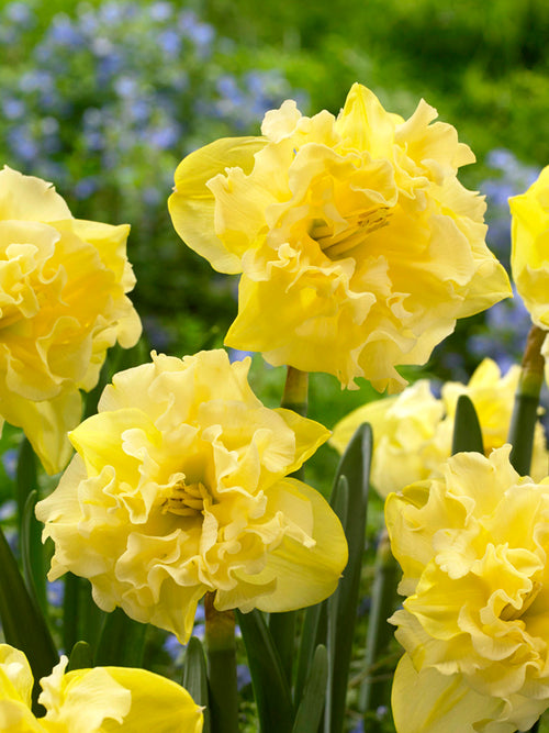 Daffodil Sailorman - Buttery Yellow Ruffled Narcissus