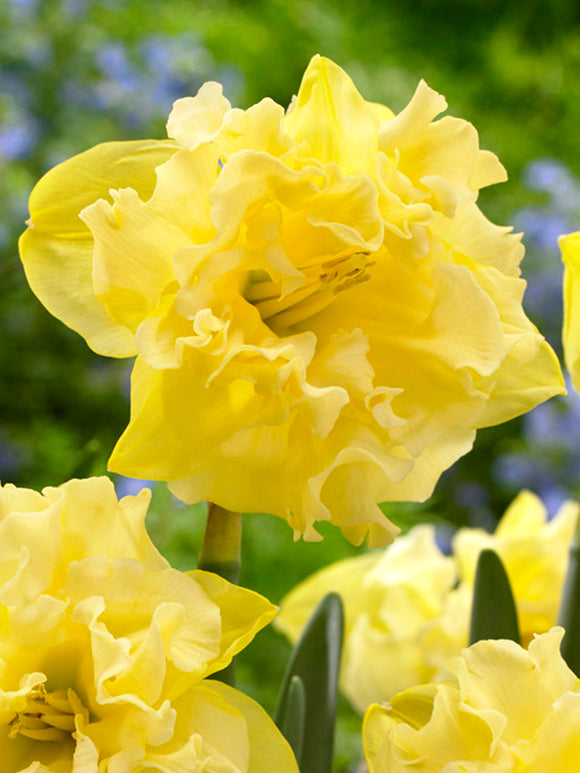 Daffodil Sailorman - Buttery Yellow Ruffled Narcissus