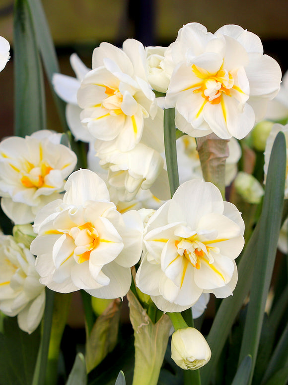 Daffodil Sir Winston Churchill - Very Fragrant!