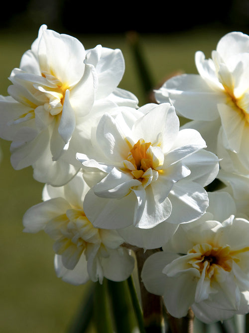 Daffodil Sir Winston Churchill - Very Fragrant!