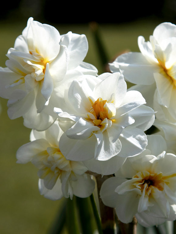 Daffodil Sir Winston Churchill - Very Fragrant!