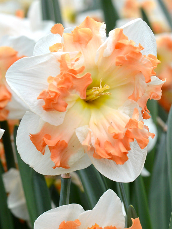Sunny Girlfriend Daffodil - Top Quality Daffodils - Fall Planting - Spring Flowering