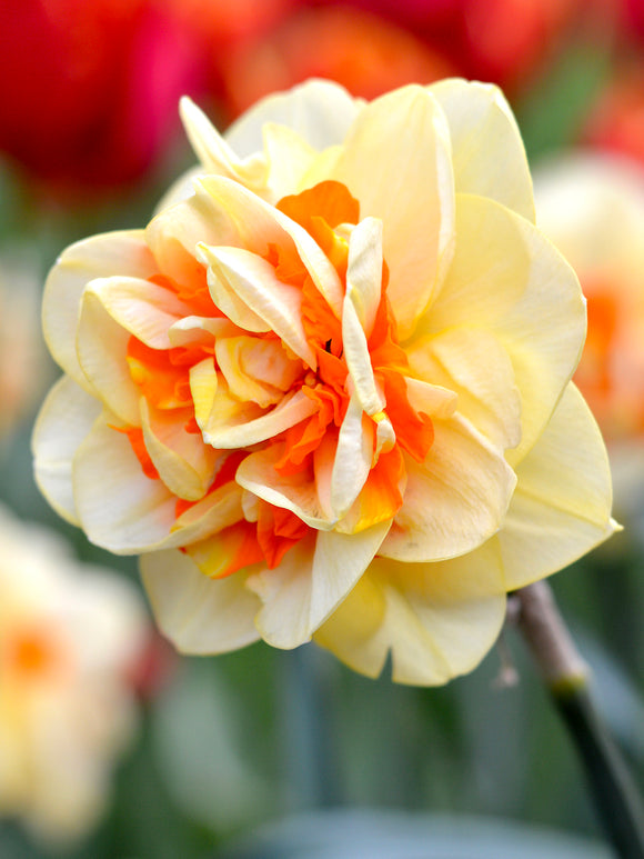 Daffodil Double Yellow and Orange Tahiti