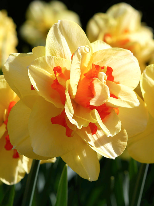 Daffodil Double Yellow and Orange Tahiti