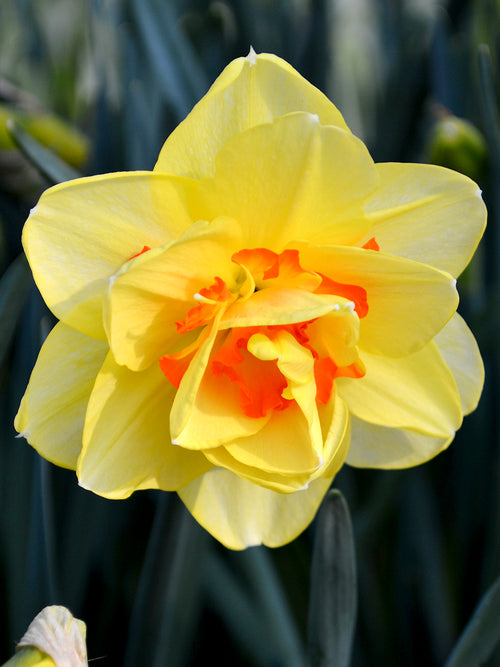 Daffodil Double Yellow and Orange Tahiti
