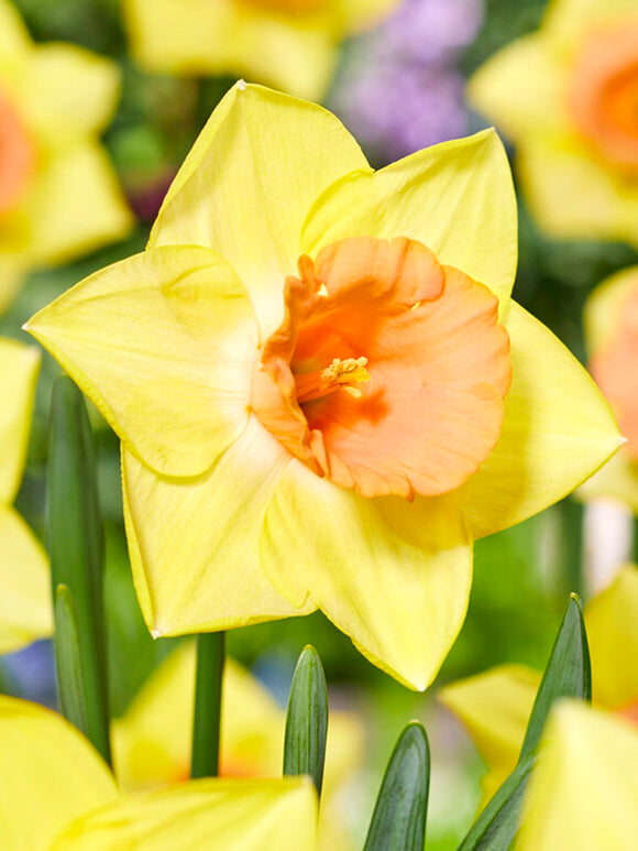 Daffodil Tom Pouce