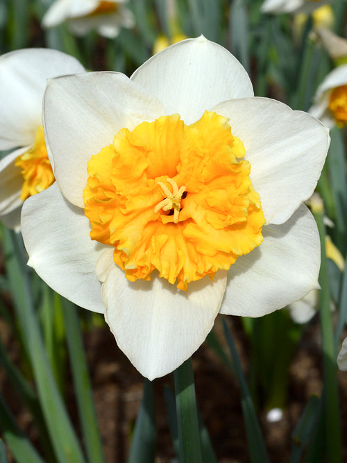 Daffodil Virgina Sunrise - White Orange