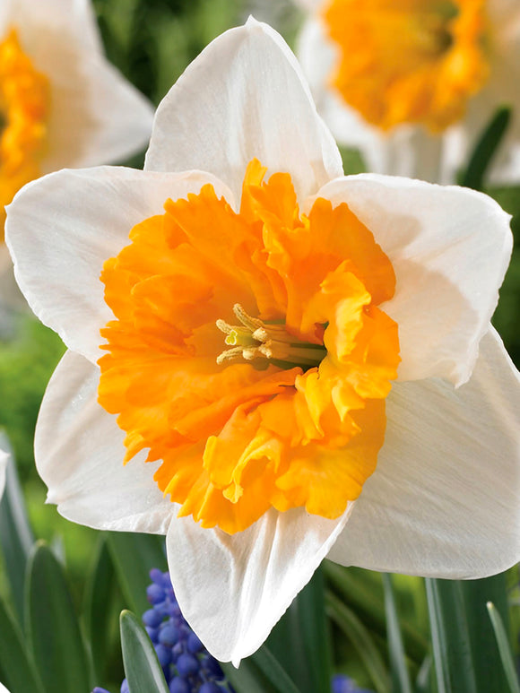 Large Cupped Daffodil Virginia Sunrise