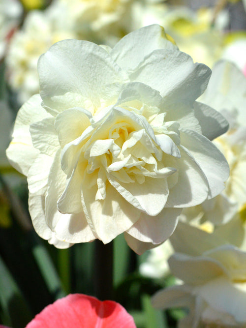 Doubel White Daffodil White Explosion USA