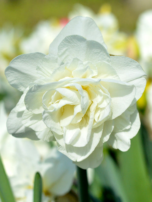 Daffodil White Explosion Double