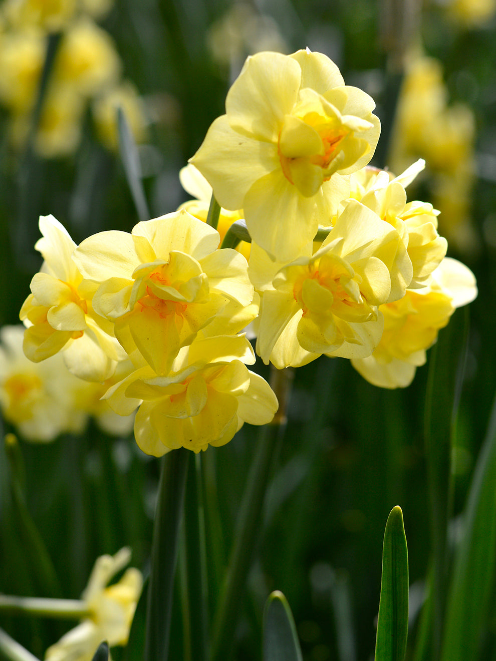 Yellow Daffodils, Yellow Daffodil Collection