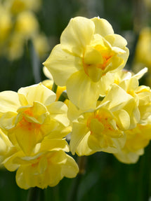 Daffodil Yellow Cheerfulness