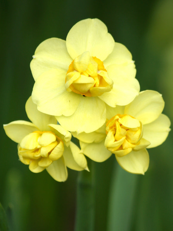 Narcissus Yellow Cheerfulness