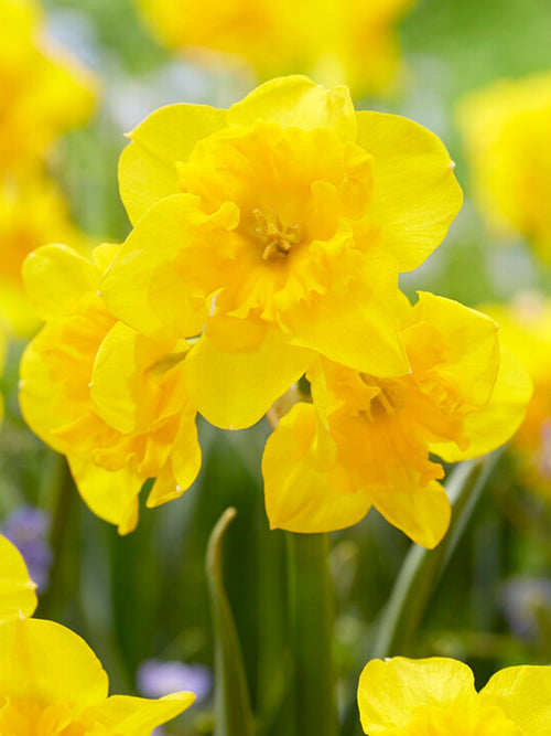 Daffodil Yellow Parrot, New Butterfly Yellow Narcissus