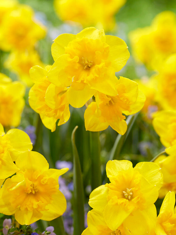 Daffodil Yellow Parrot, New Butterfly Yellow Narcissus