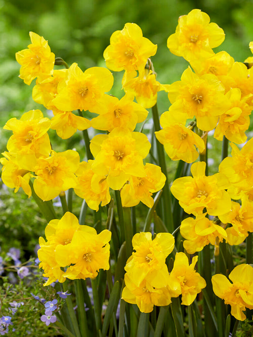 Daffodil Yellow Parrot, New Butterfly Yellow Narcissus