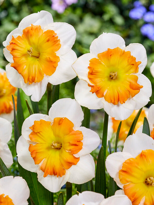 Daffodil Zinzi