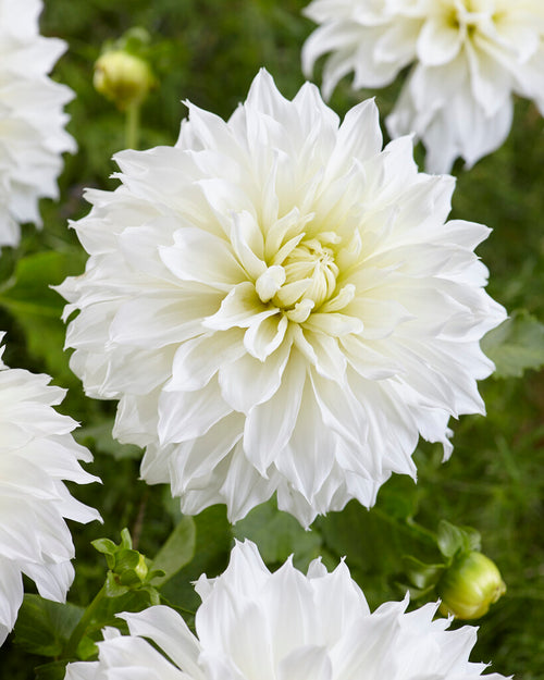 Dahlia Fleurel Tubers and Bulbs