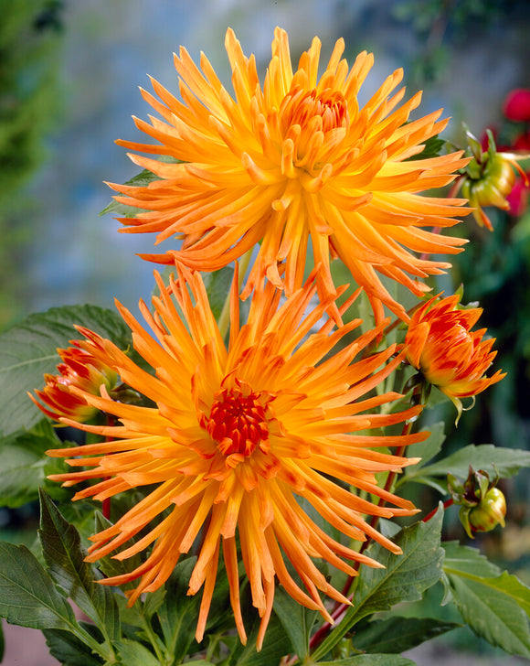 Dahlia Gold Crown Tubers