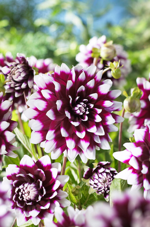 Dahlia Mystery Day Tubers and Bulbs