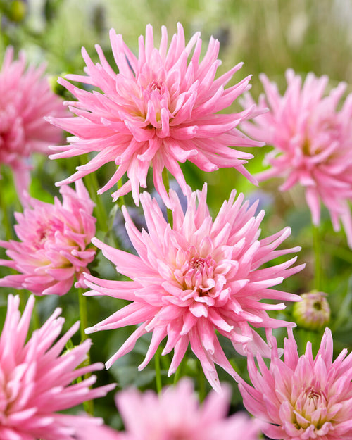 Park Princess Dahlia Tubers