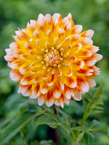 Dahlia Peaches and Cream