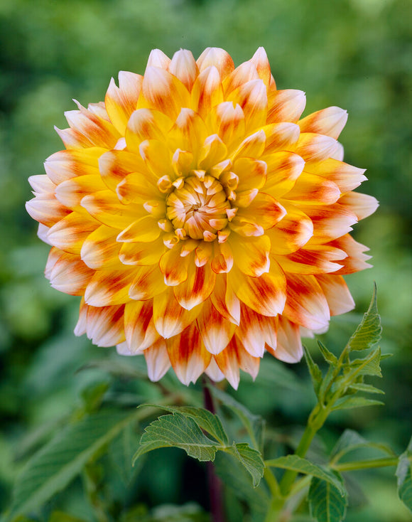 Dahlia Peaches and Cream Tubers