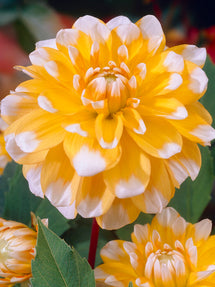 Dahlia Seattle