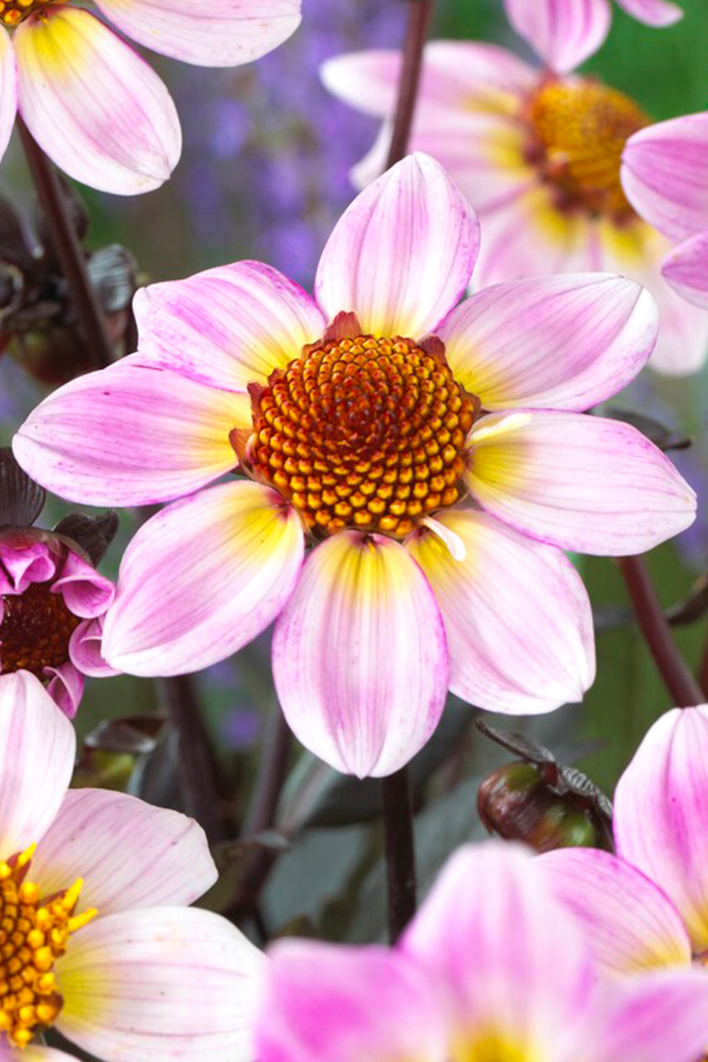 Dahlia American Pie | Dahlia Tubers | DutchGrown™