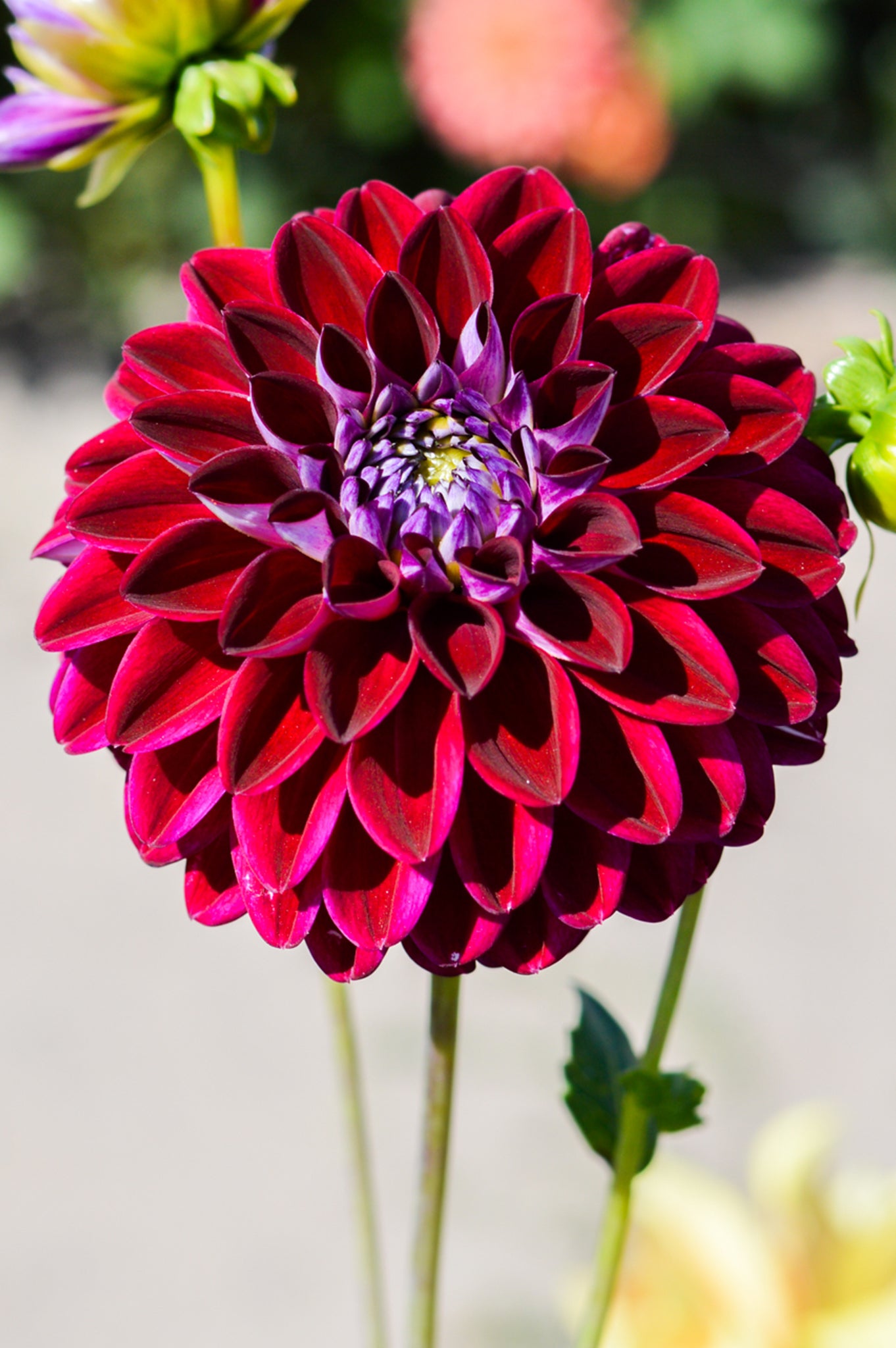 dahlia arabian night seeds Dahlia Arabian Night | Dahlia Tubers