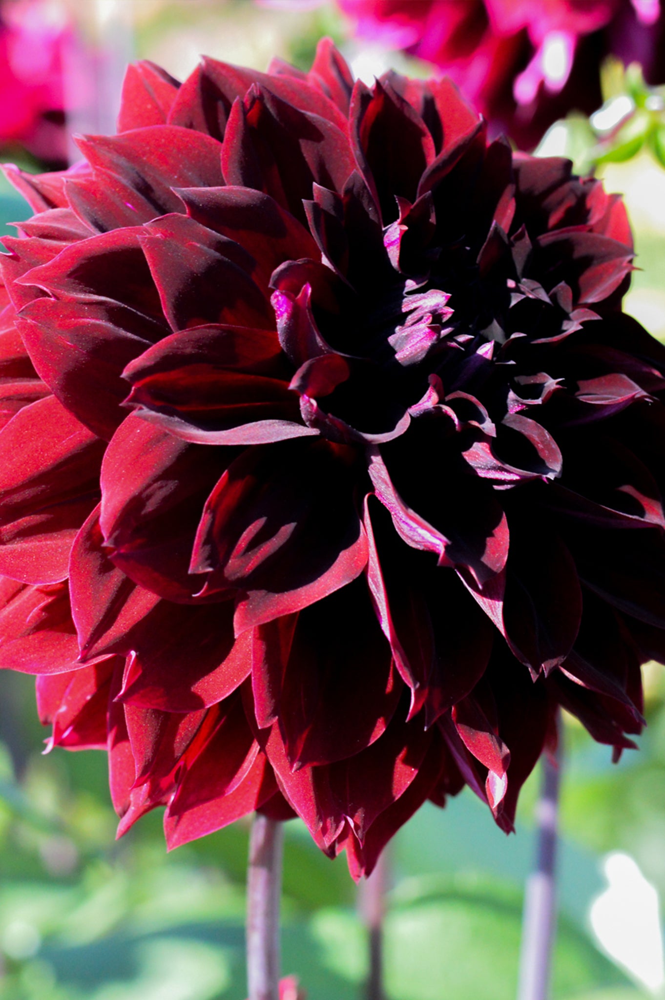 dahlia arabian night seeds Dahlia Arabian Night | Dahlia Tubers