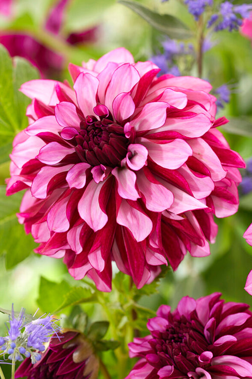 Dahlia Cranberry Classic Tubers