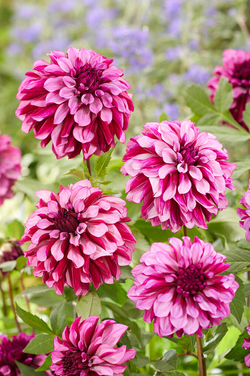 Buy Dahlia Cranberry Classic