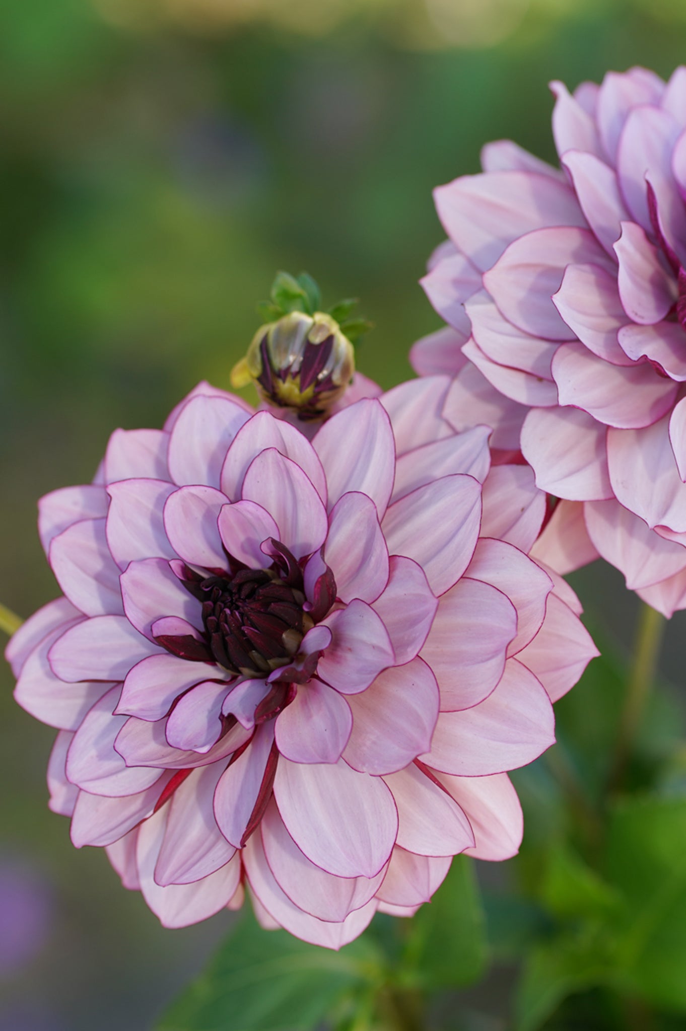 Dahlia Penhill Watermelon