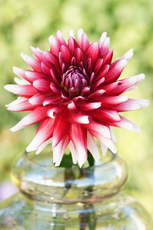 Dahlia Tubers Duet (Flower Bulbs)