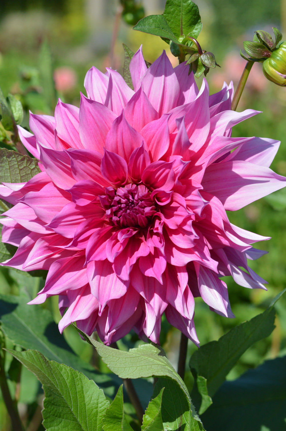 Dahlia Emory Paul (Dinner Plate) Dahlia Tubers DutchGrown™