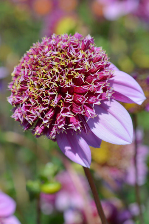anemone-flowered Dahlia Fenna Baaij